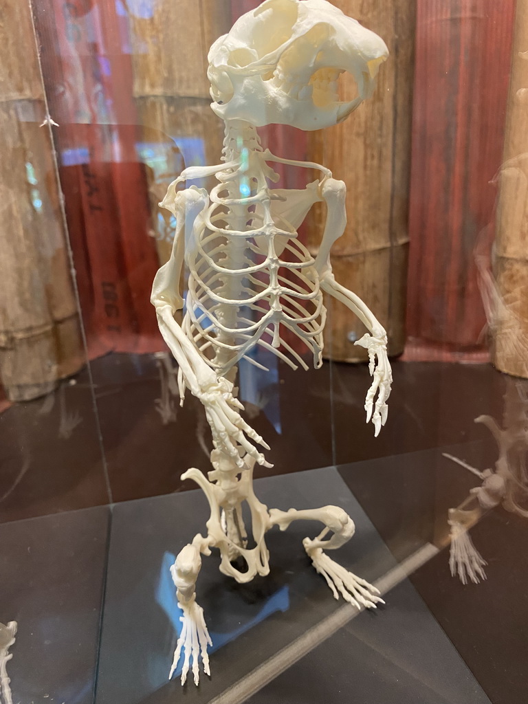 Meerkat skeleton at the classroom at the Speelkas building at the Dierenwijck area of the Plaswijckpark recreation park