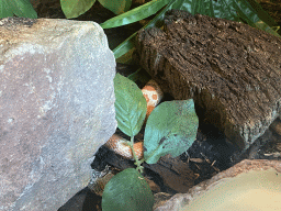 Snake at the classroom at the Speelkas building at the Dierenwijck area of the Plaswijckpark recreation park