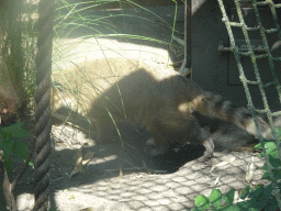 Coati at the Dierenwijck area of the Plaswijckpark recreation park