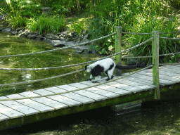 Black-and-white Ruffed Lemur at the Dierenwijck area of the Plaswijckpark recreation park