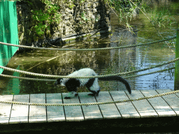 Black-and-white Ruffed Lemur at the Dierenwijck area of the Plaswijckpark recreation park