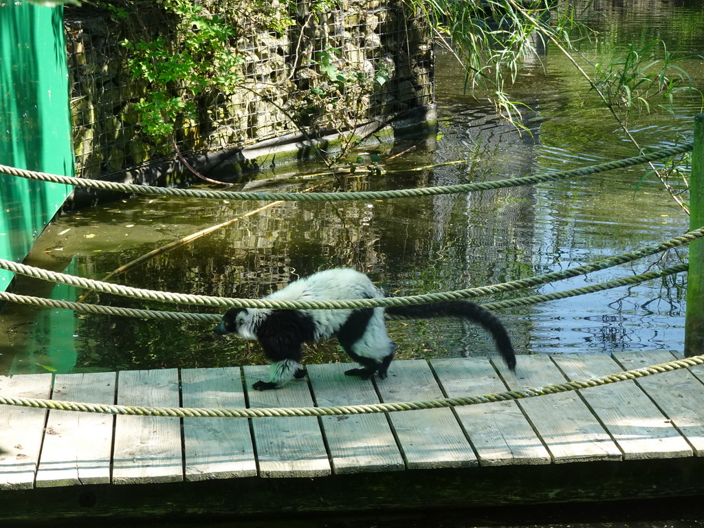 Black-and-white Ruffed Lemur at the Dierenwijck area of the Plaswijckpark recreation park