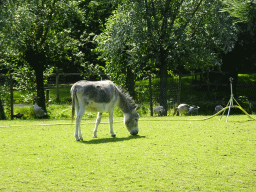 Donkey and Geese at the Dierenwijck area of the Plaswijckpark recreation park