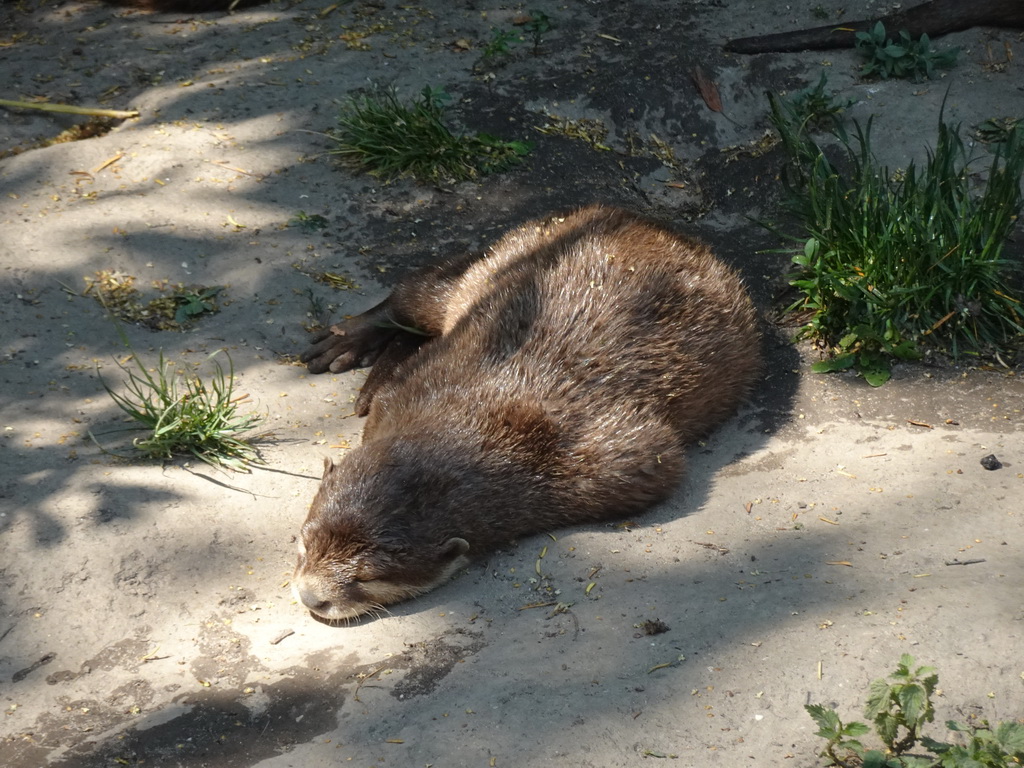 Asian Small-clawed Otter at the Dierenwijck area of the Plaswijckpark recreation park