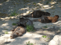 Asian Small-clawed Otters at the Dierenwijck area of the Plaswijckpark recreation park