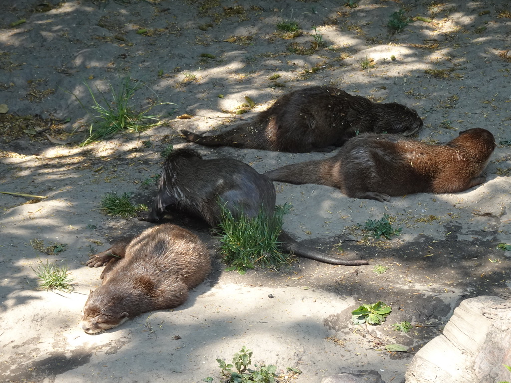 Asian Small-clawed Otters at the Dierenwijck area of the Plaswijckpark recreation park