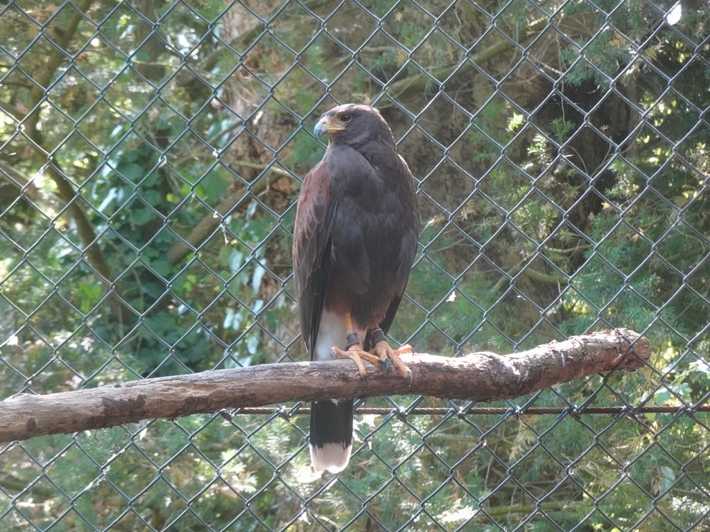 Harris` s Hawk at the Dierenwijck area of the Plaswijckpark recreation park