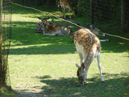 European Fallow Deer at the Dierenwijck area of the Plaswijckpark recreation park