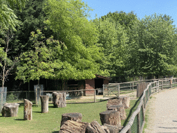 Boer Goats at the Dierenwijck area of the Plaswijckpark recreation park
