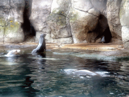 California Sea Lions at the Oceanium at the Diergaarde Blijdorp zoo