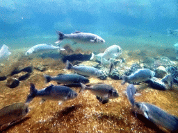rotterdam_4_006 - 423 kb - 1024x768 - Fish at the Oceanium at the Diergaarde Blijdorp zoo Fish at the Oceanium at the Diergaarde Blijdorp zoo