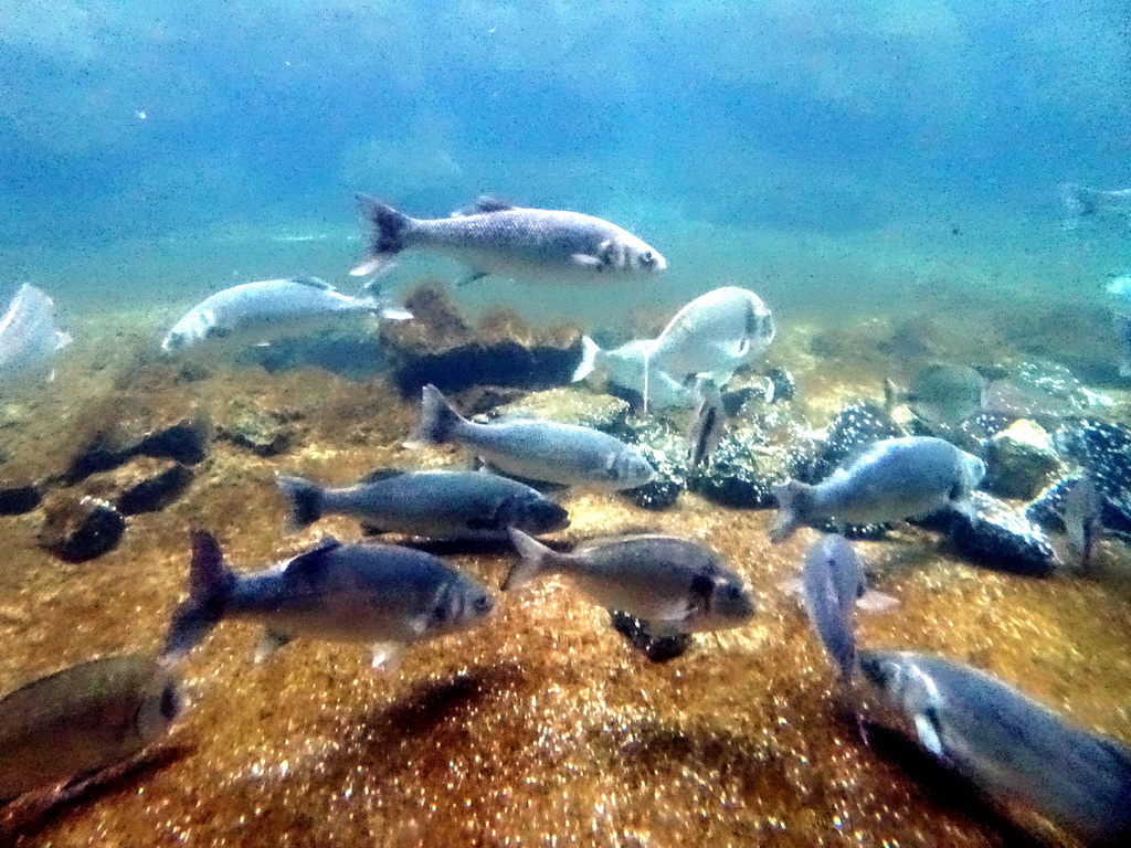 Fish at the Oceanium at the Diergaarde Blijdorp zoo