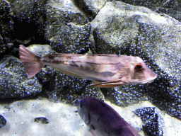 Fish at the Oceanium at the Diergaarde Blijdorp zoo