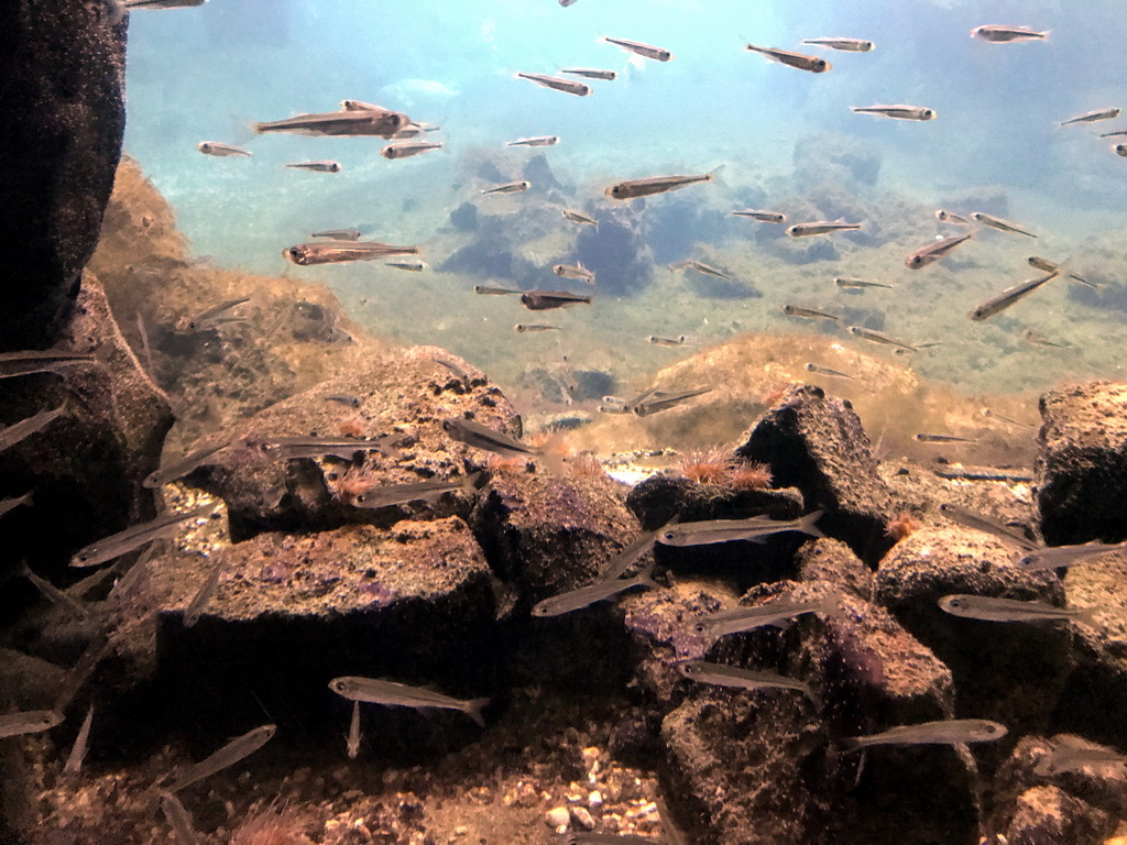 Fish at the Oceanium at the Diergaarde Blijdorp zoo