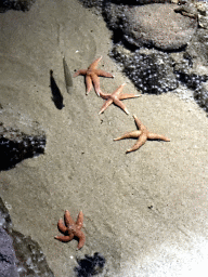 Fish and starfish at the Oceanium at the Diergaarde Blijdorp zoo