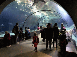 rotterdam_4_011 - 293 kb - 1024x768 - Shark Tunnel at the Oceanium at the Diergaarde Blijdorp zoo Shark Tunnel at the Oceanium at the Diergaarde Blijdorp zoo
