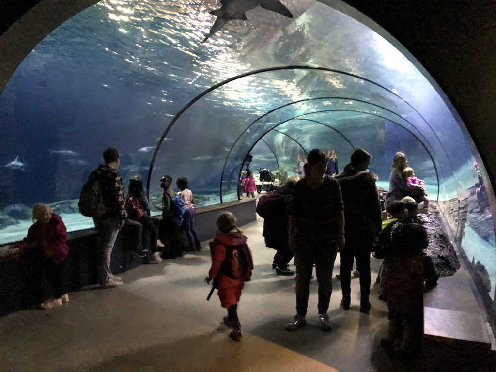 Shark Tunnel at the Oceanium at the Diergaarde Blijdorp zoo
