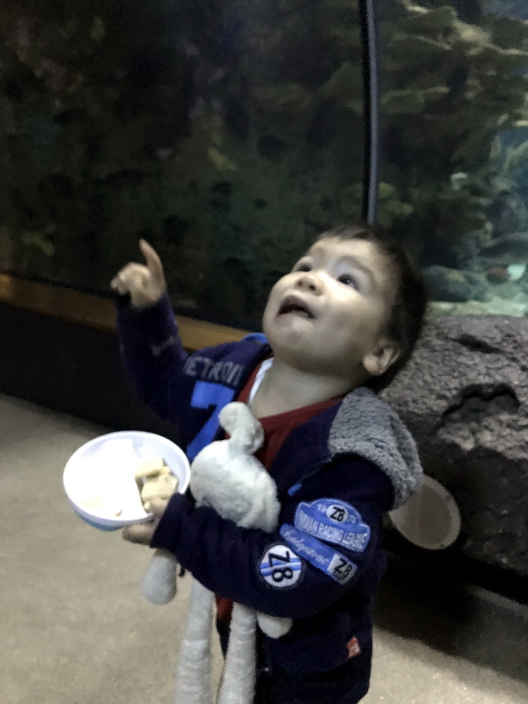 Max in the Shark Tunnel at the Oceanium at the Diergaarde Blijdorp zoo