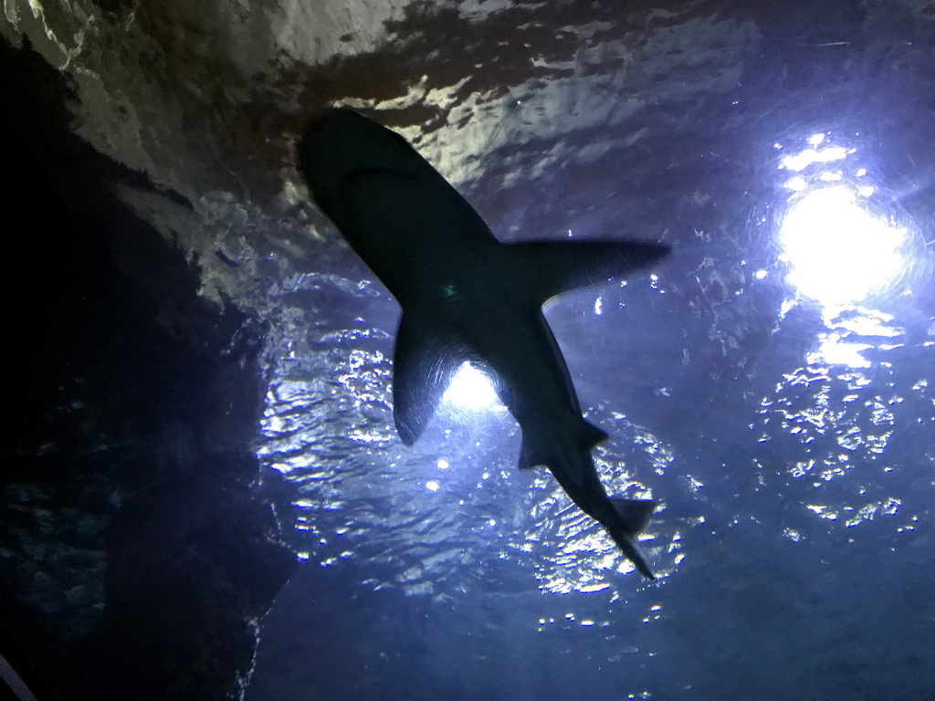 Shark at the Shark Tunnel at the Oceanium at the Diergaarde Blijdorp zoo