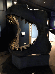 Skull at the Oceanium at the Diergaarde Blijdorp zoo