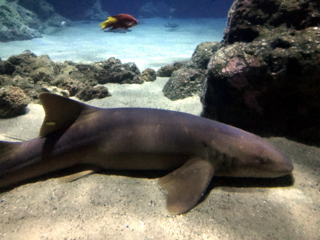 Shark and other fish at the Oceanium at the Diergaarde Blijdorp zoo