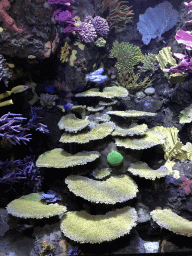 Fish and coral at the Great Barrier Reef section at the Oceanium at the Diergaarde Blijdorp zoo