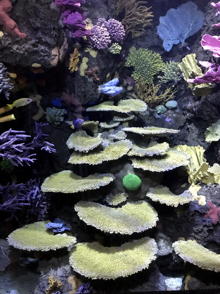 Fish and coral at the Great Barrier Reef section at the Oceanium at the Diergaarde Blijdorp zoo