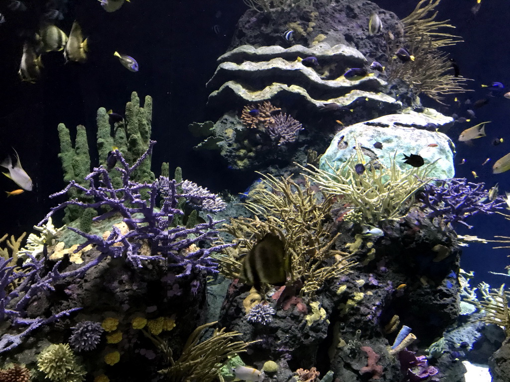 Fish and coral at the Great Barrier Reef section at the Oceanium at the Diergaarde Blijdorp zoo