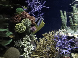 Fish and coral at the Great Barrier Reef section at the Oceanium at the Diergaarde Blijdorp zoo