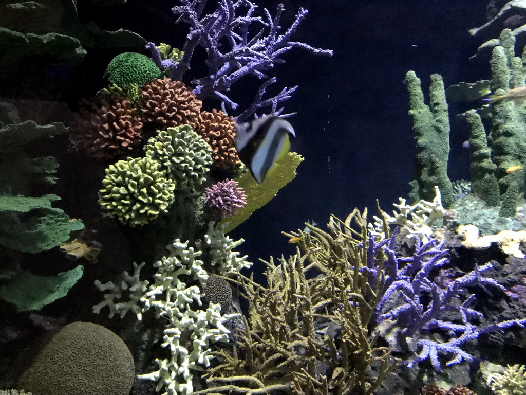 Fish and coral at the Great Barrier Reef section at the Oceanium at the Diergaarde Blijdorp zoo