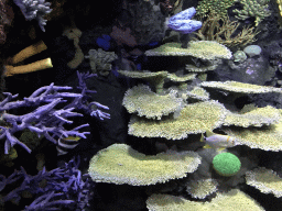 Fish and coral at the Great Barrier Reef section at the Oceanium at the Diergaarde Blijdorp zoo