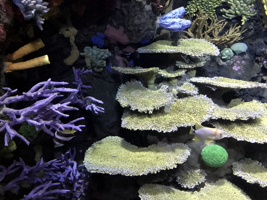 Fish and coral at the Great Barrier Reef section at the Oceanium at the Diergaarde Blijdorp zoo