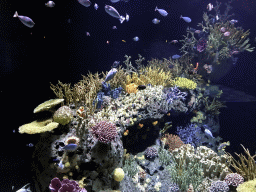 Fish and coral at the Great Barrier Reef section at the Oceanium at the Diergaarde Blijdorp zoo