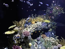 rotterdam_4_028 - 326 kb - 1024x768 - Fish and coral at the Great Barrier Reef section at the Oceanium at the Diergaarde Blijdorp zoo Fish and coral at the Great Barrier Reef section at the Oceanium at the Diergaarde Blijdorp zoo