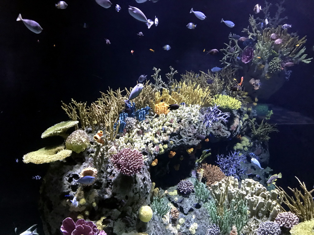 Fish and coral at the Great Barrier Reef section at the Oceanium at the Diergaarde Blijdorp zoo