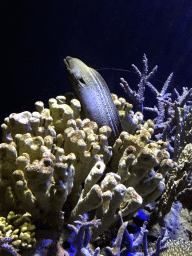 Moray Eel and coral at the Great Barrier Reef section at the Oceanium at the Diergaarde Blijdorp zoo