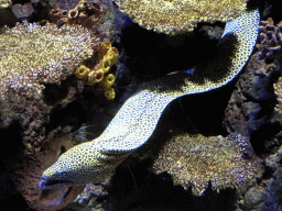 Moray Eel and coral at the Great Barrier Reef section at the Oceanium at the Diergaarde Blijdorp zoo