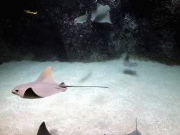 Cownose Rays and other fish at the Caribbean Sand Beach section at the Oceanium at the Diergaarde Blijdorp zoo