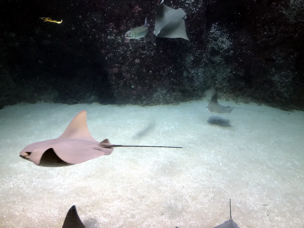 Cownose Rays and other fish at the Caribbean Sand Beach section at the Oceanium at the Diergaarde Blijdorp zoo