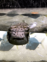 Fugu at the Oceanium at the Diergaarde Blijdorp zoo