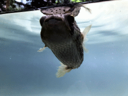 Fugu at the Oceanium at the Diergaarde Blijdorp zoo