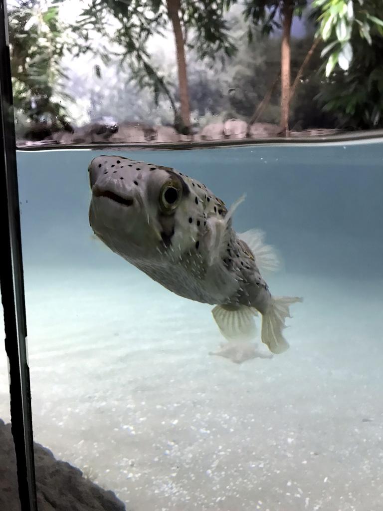 Fugu at the Oceanium at the Diergaarde Blijdorp zoo