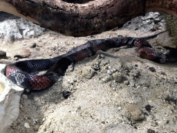 rotterdam_4_035 - 415 kb - 1024x768 - Milk Snake at the Oceanium at the Diergaarde Blijdorp zoo Milk Snake at the Oceanium at the Diergaarde Blijdorp zoo