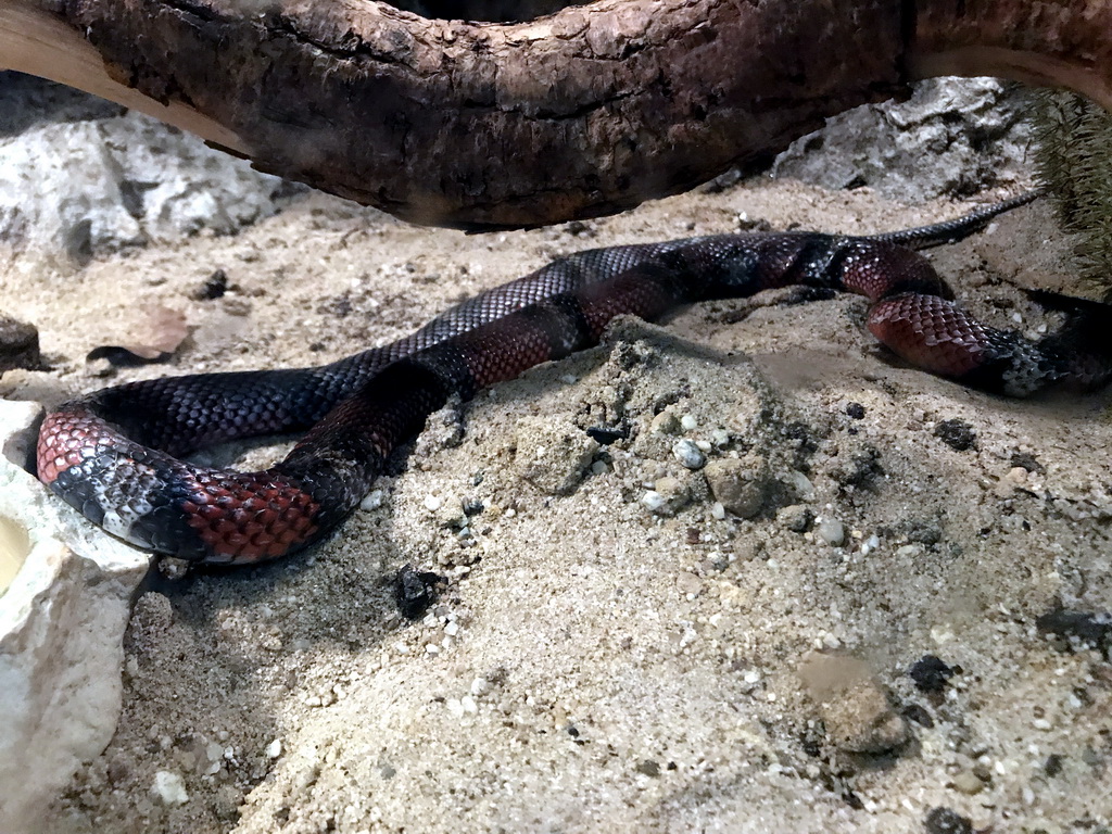 Milk Snake at the Oceanium at the Diergaarde Blijdorp zoo