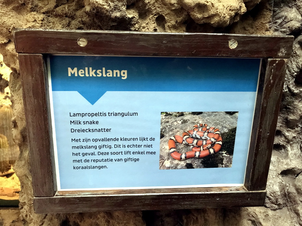 Explanation on the Milk Snake at the Oceanium at the Diergaarde Blijdorp zoo
