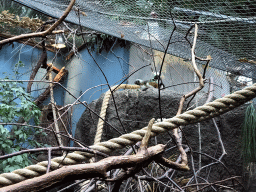 Cotton-top Tamarins at the Oceanium at the Diergaarde Blijdorp zoo