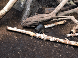 Cuban Hutia at the Oceanium at the Diergaarde Blijdorp zoo