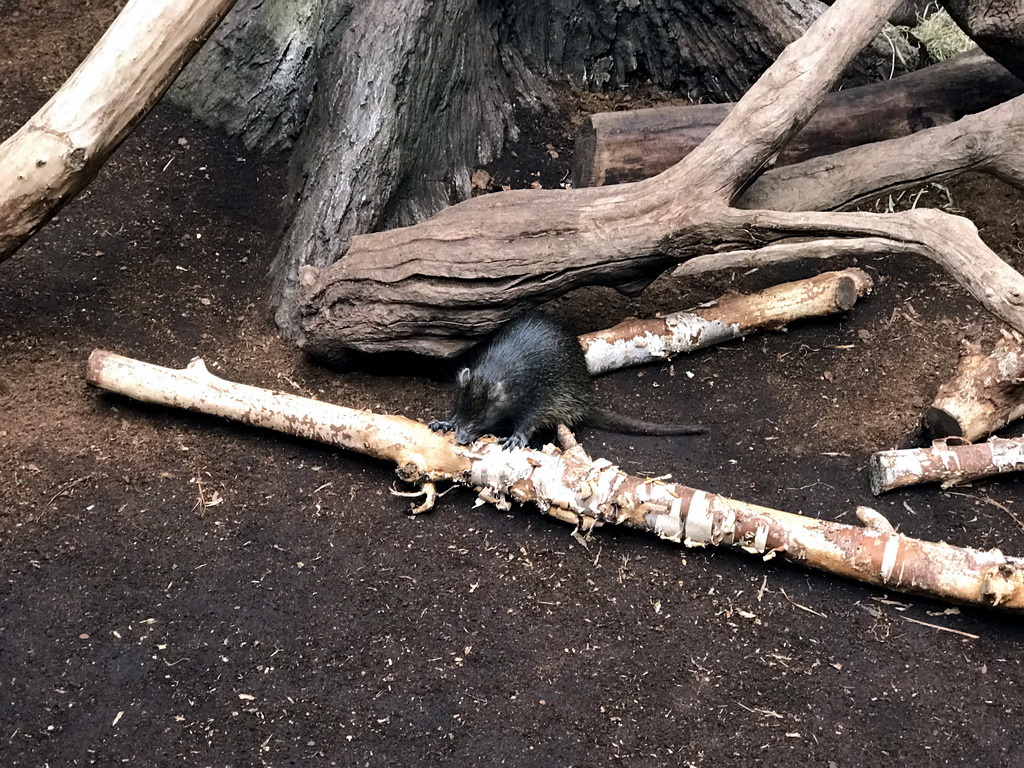 Cuban Hutia at the Oceanium at the Diergaarde Blijdorp zoo