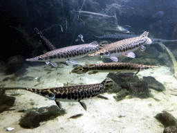 Spotted Gars at the Oceanium at the Diergaarde Blijdorp zoo