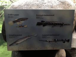 Explanation on the Endler`s Livebearer, Spotted Gar, Shovelnose Sturgeon and Longnose Gar at the Oceanium at the Diergaarde Blijdorp zoo
